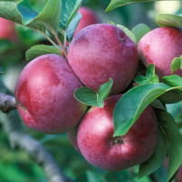 Саженцы Яблоня Спартан