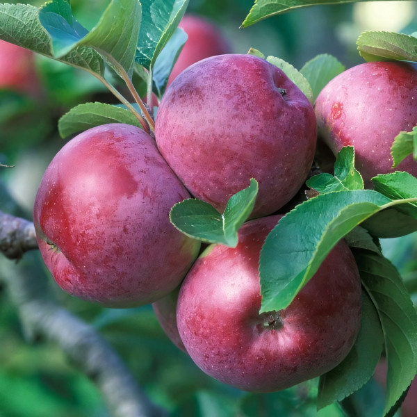 Саженцы Яблоня Спартан