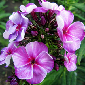 Саженцы Флокс Neon Flare Blue (Неон Флер Блю)