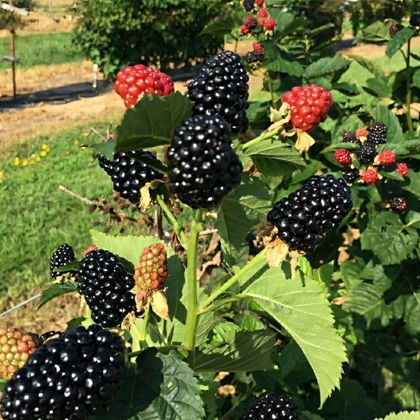 Саженцы Ежевика Киова