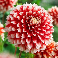 Саженцы Георгина бахромчатая Noel (Ноэль)