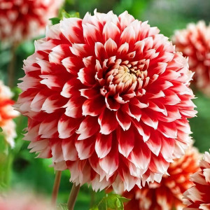 Саженцы Георгина бахромчатая Noel (Ноэль)