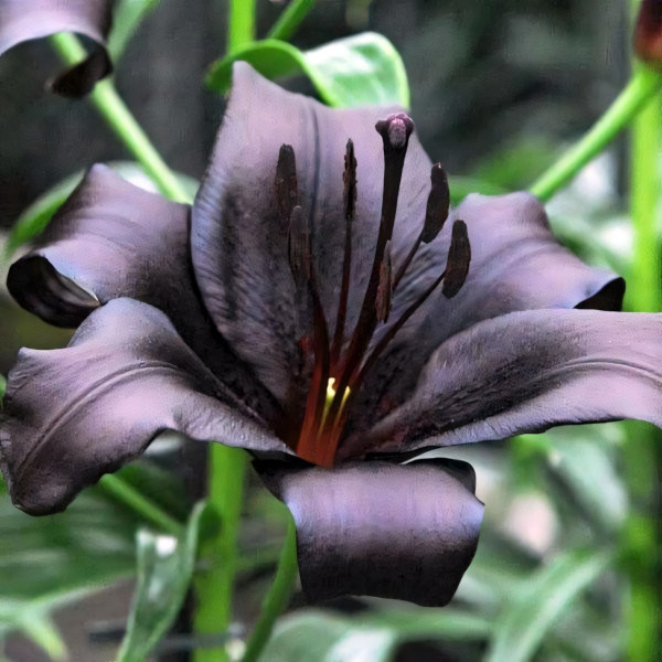 Луковицы  Лилия азиатская Black Charm (Блэк Шарм) (3шт.)