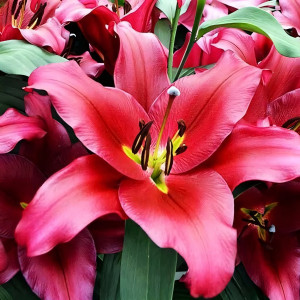  Лилия ОТ гибрид Redford (Рэдфорд)