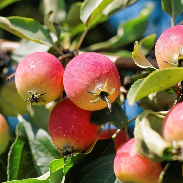 Саженцы Яблоня Ранетка