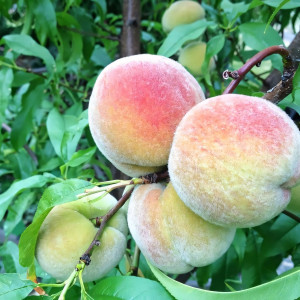 Саженцы Персик Фрост