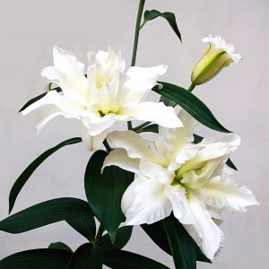  Лилия восточная Bowl of Beauty (Боул оф Бьюти)