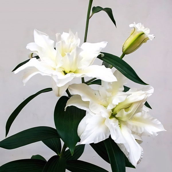 Луковицы  Лилия восточная Bowl of Beauty (Боул оф Бьюти) (3шт.)