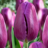Луковицы Тюльпан Триумф Пурпл Леди (в упаковке - 3шт.)