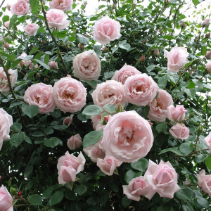 Саженцы Роза плетистая Нью Доун