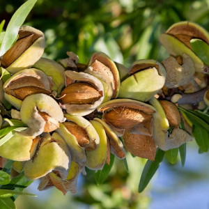 Саженцы Миндаль Десертный