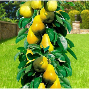 Саженцы Груша колоновидная Фонтан удовольствия