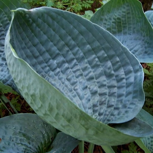 Саженцы Хоста Abiqua Drinking Gourd (Абиква Дринкинг Гурд) L