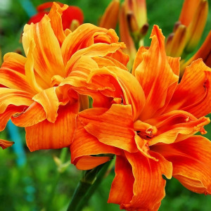 Саженцы Лилейник Apricot Beauty (Эприкот Бьюти)