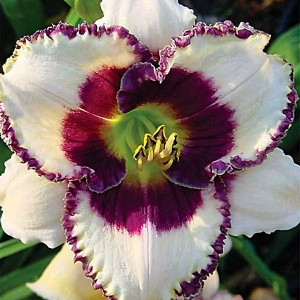 Саженцы Лилейник Border Music (Бордер Мьюзик)