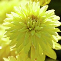 Саженцы Георгина мелоди Latin