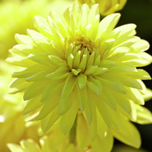 Саженцы Георгина мелоди Latin