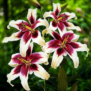  Лилия ОТ гибрид Zeba (Зеба)