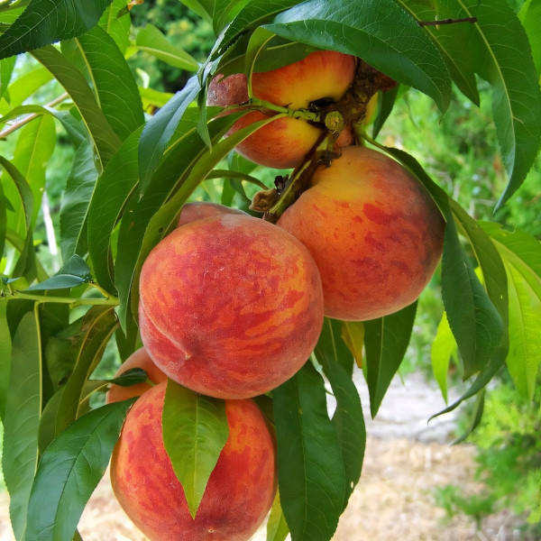 Саженцы Персик Золотая Москва