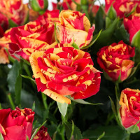 Саженцы Роза спрей Файер Флеш