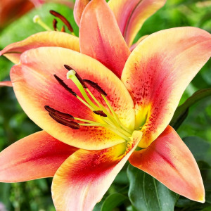  Лилия ОТ гибрид Montego Bay (Монтего Бэй)