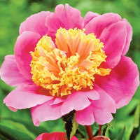 Саженцы Пион Doreen (Дорин)