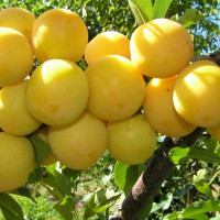 Саженцы Алыча Царская