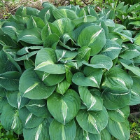 Саженцы Хоста Striptease (Стриптиз) М