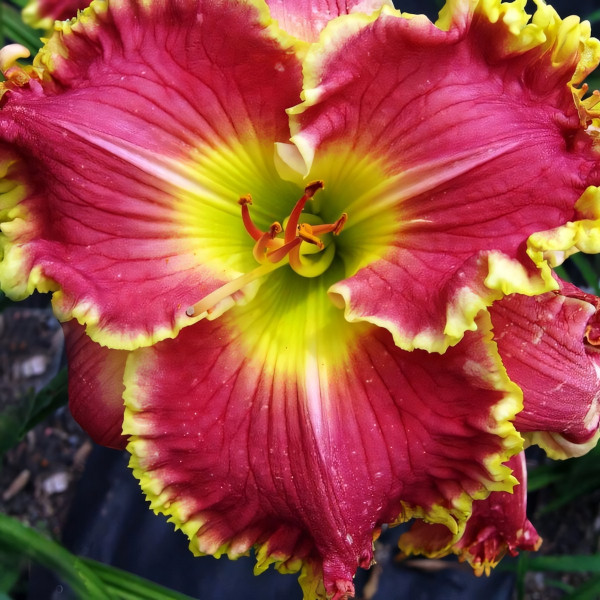 Саженцы Лилейник Rose Knockout (Роуз Нокаут)