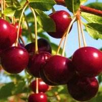 Саженцы Вишня Эрди Ботермо