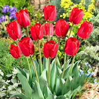 Луковицы Тюльпан Дарвина Фостери Кинг (в упаковке - 3шт.)