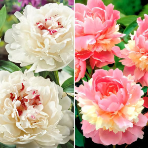 Суперпредложение! Комплект пионов из 2-х сортов