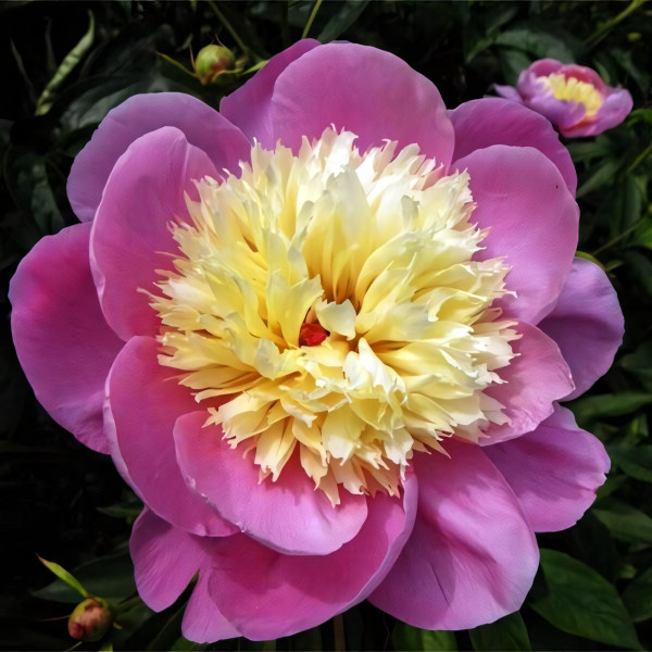 Саженцы Пион Cora Stubbs (Кора Стаббс)