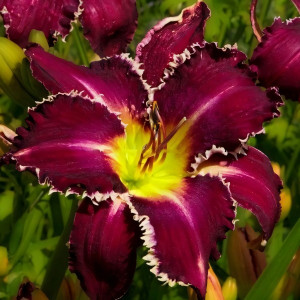 Саженцы Лилейник Snaggle Tooth (Снэгл Тюф)