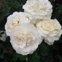 Саженцы Роза чайно-гибридная Ла Перла