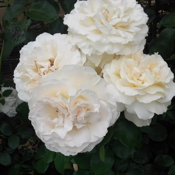 Саженцы Роза чайно-гибридная Ла Перла