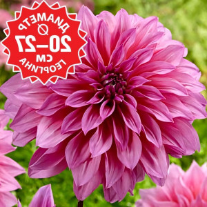 Саженцы Георгина Arthur Hambley