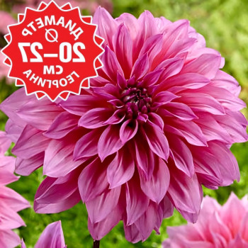 Саженцы Георгина Arthur Hambley