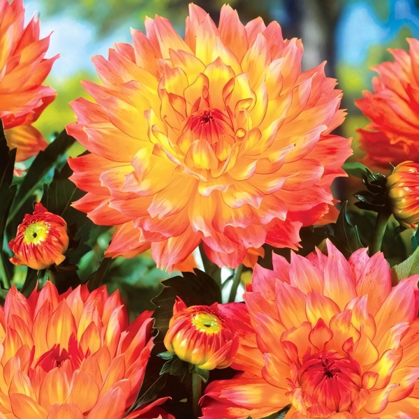 Саженцы Георгина гэллери Pablo