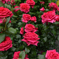 Саженцы Роза флорибунда Режис Маркон