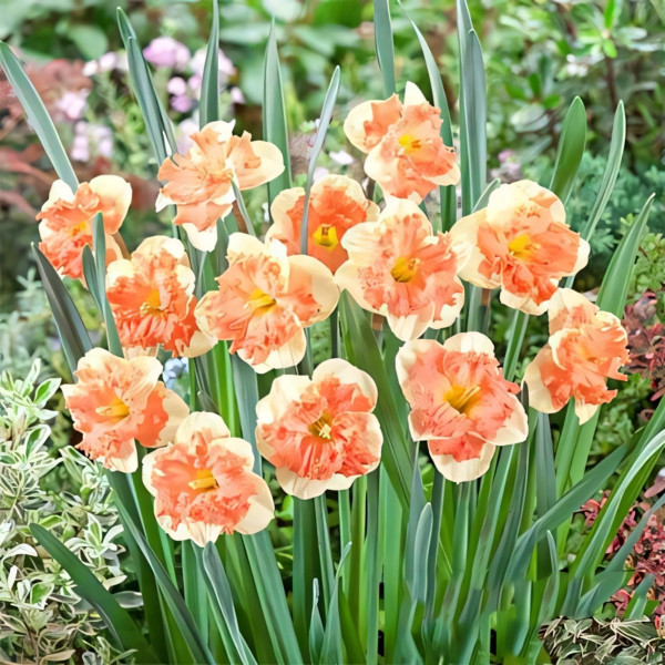 Луковицы Нарцисс сплит-корона Ванилла Пич (в упаковке - 3шт.)