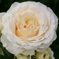 Саженцы Роза флорибунда Космос