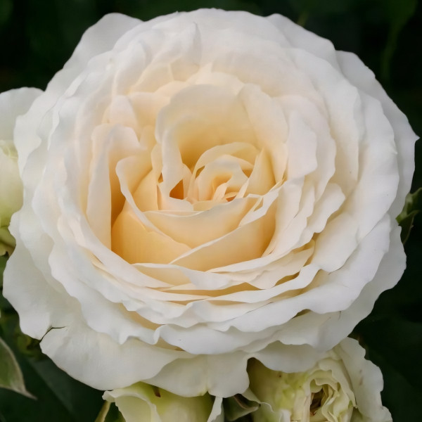 Саженцы Роза флорибунда Космос