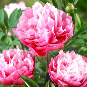 Пион Джокер