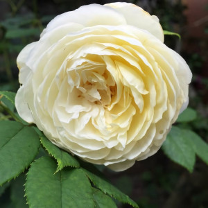 Саженцы Роза английская Клер Остин