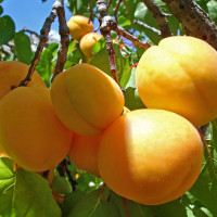 Саженцы Абрикос Медовый Месяц