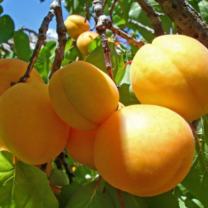 Саженцы Абрикос Медовый Месяц