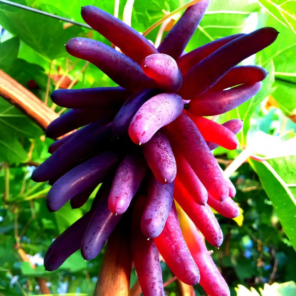 Саженцы Виноград кишмиш Хеллоуин