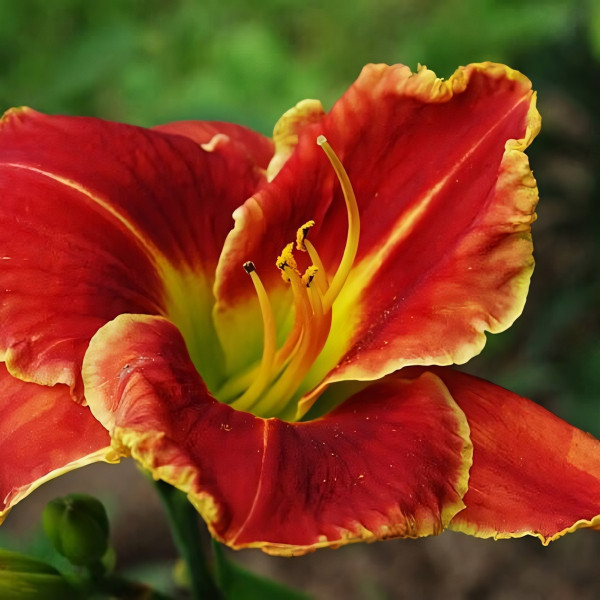 Саженцы Лилейник Fire And Fog (Файе энд Фог)