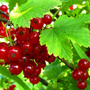 Саженцы Смородина красная Альфа